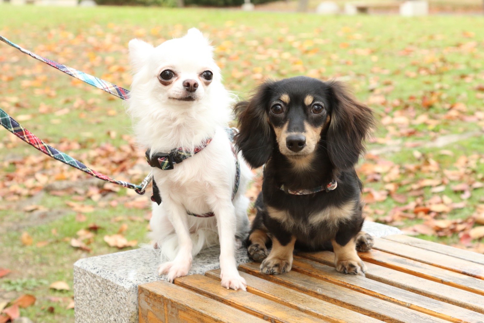 オーナーと愛犬がくつろぐシーン