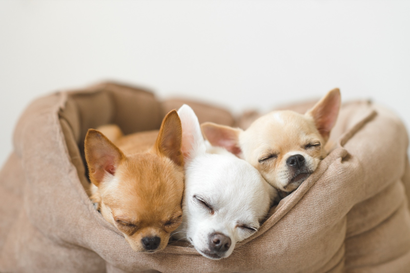 さまざまな犬種のわんちゃんがくつろぐシーン