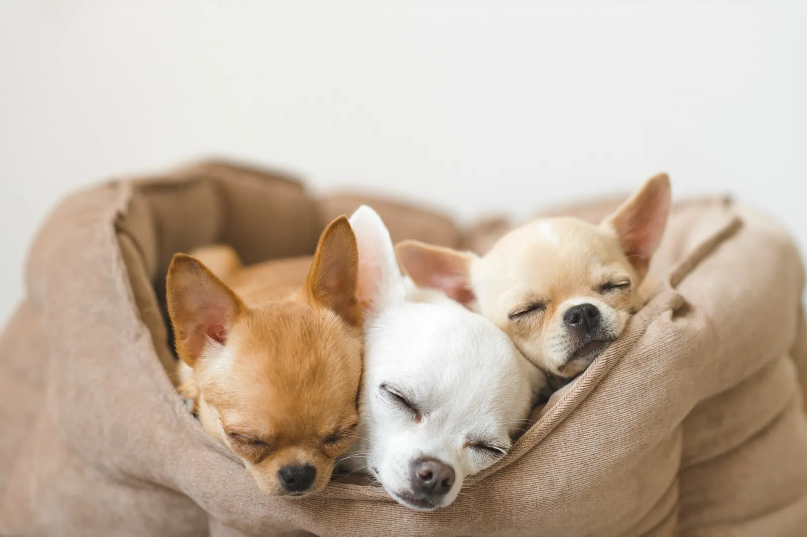 さまざまな犬種のわんちゃんがくつろぐシーン